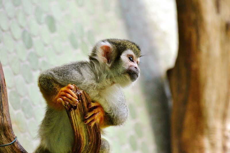 tierpark hellabrunn, vertebrate, monkey, outdoors, tree, nature, holding, looking, capuchin monkey, capuchins, äffchen, zoo, one animal, sitting, mammal