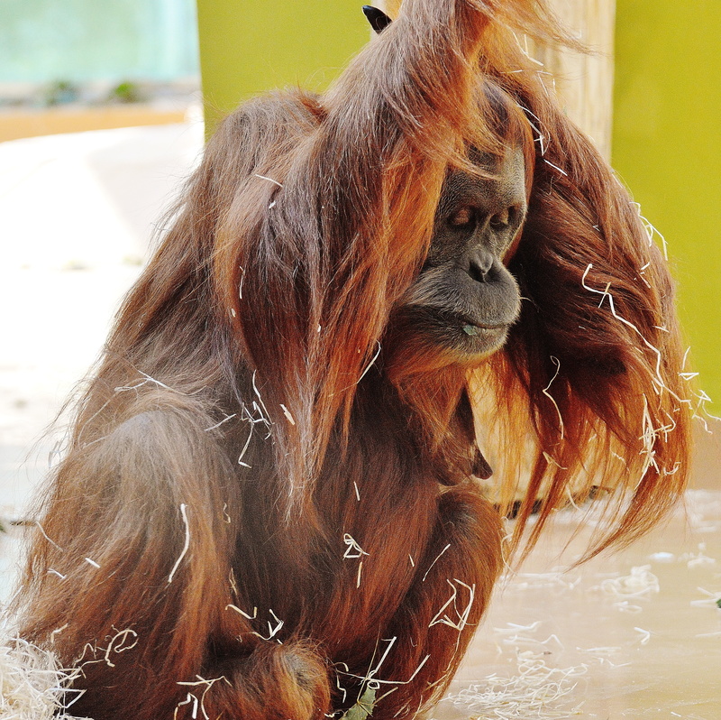 animals in the wild, mammal, animal, 4K, animal hair, furry, hairstyle, vertebrate, monkey, tierpark hellabrunn, animal themes, ape, primate, relaxation