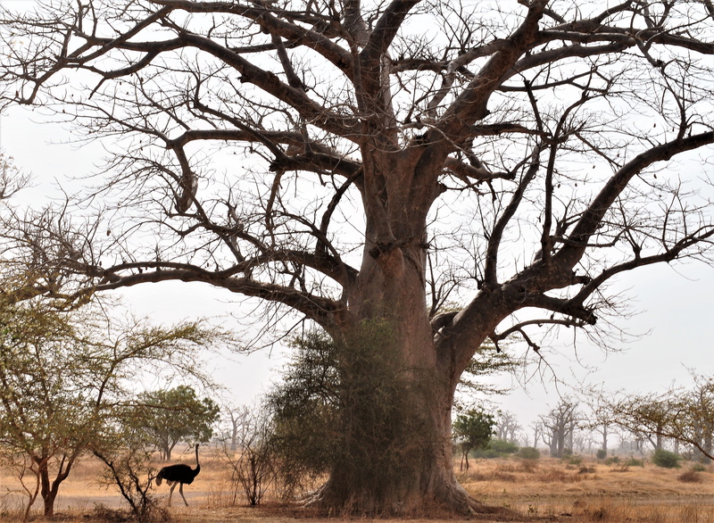 bare tree, ostrich, field, tree trunk, tranquility, environment, animal themes, landscape, plant, king, majestic, 4K, branch, climate, mammal, animal wildlife