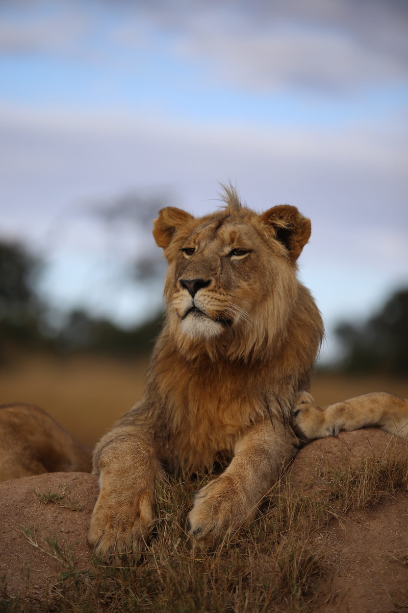 lioness, Wildlife, land, animals in the wild, panthera, big cat, nature, no people, lens, photography, animal head, one animal, pets, shift, brown, tilt