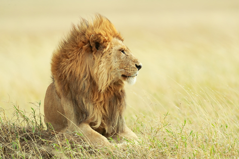 portrait, the king of beasts, grass, 2K, Savannah, Leo, wild cat