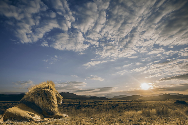 tranquil scene, predator, the sky, beauty in nature, animal, animal wildlife, landscape, arid climate, the sun, nature, field, one animal, 1080P, calm