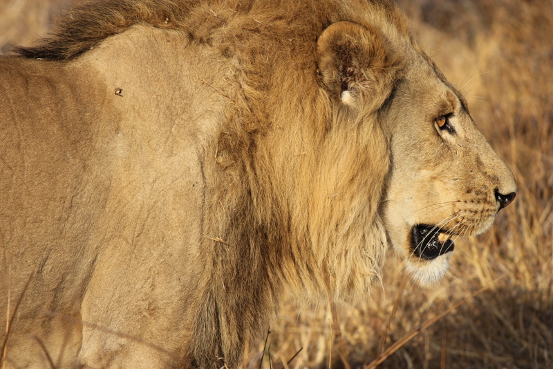 photography, no people, mane, king lion, day, animal head, outdoors, vertebrate, animal themes, king, close, mammal, nature, hunting, safari, king of the savannah
