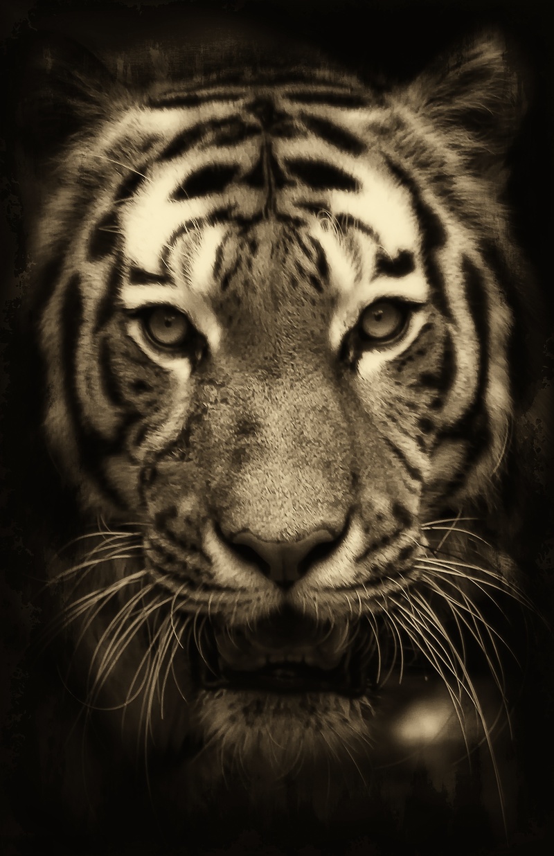 savannah, looking at camera, lion, wild animal, close-up, hunter, 2K, no people, animal, animal head, africa, outdoors, feline, white tiger, purry, portrait