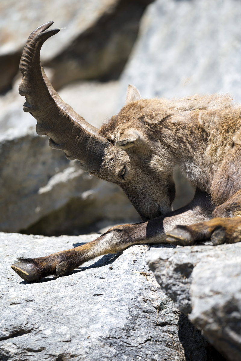 fur coat, rock, day, one animal, herbivorous, no people, 5K, vertebrate, close-up, large antler horn, sunlight, pets, focus on foreground, nature, animal wildlife