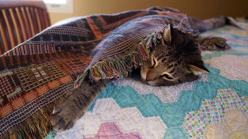 paw, bed, 4K, tired of the worries, blanket, face, cat, lies, falls asleep, stay, grey, room, bedroom