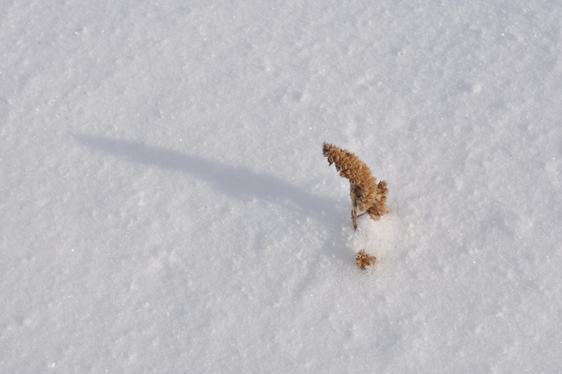 snowflakes, animal themes, nature, land, 5K, cold, one animal, frost, cold temperature, outdoors, animal wildlife, high angle view, covering, winter, grass
