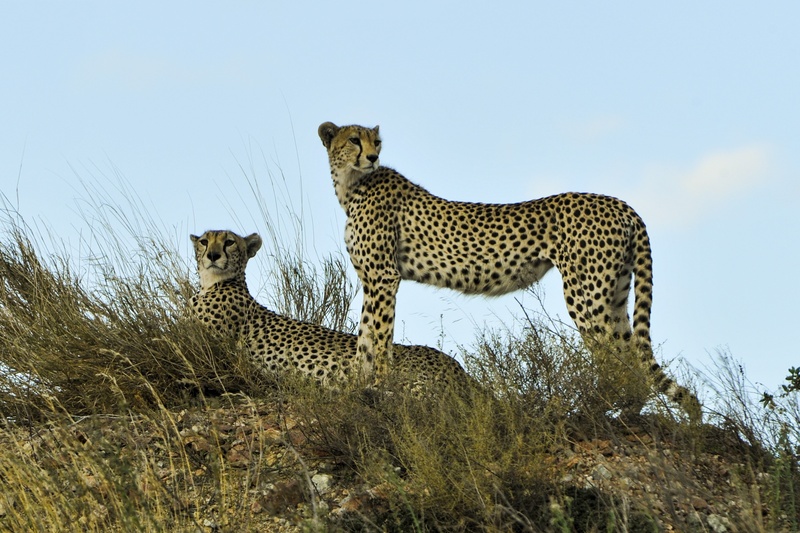 animal, side view, outdoors, no people, nature, speed, animal wildlife, fast, big cat, big, serengeti, spots, group of animals, hunter, animals in the wild