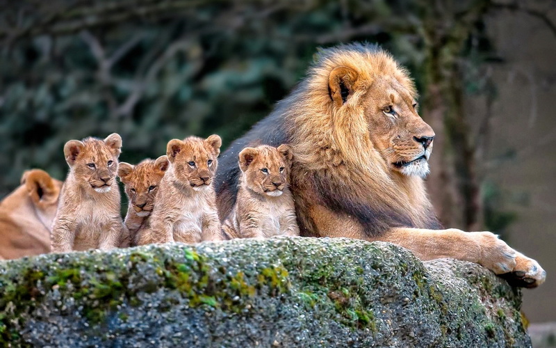 lioness, nature, female animal, vertebrate, group of animals, lion - feline, animal family, cat, no people, animal, mammal, cub, feline, animal wildlife