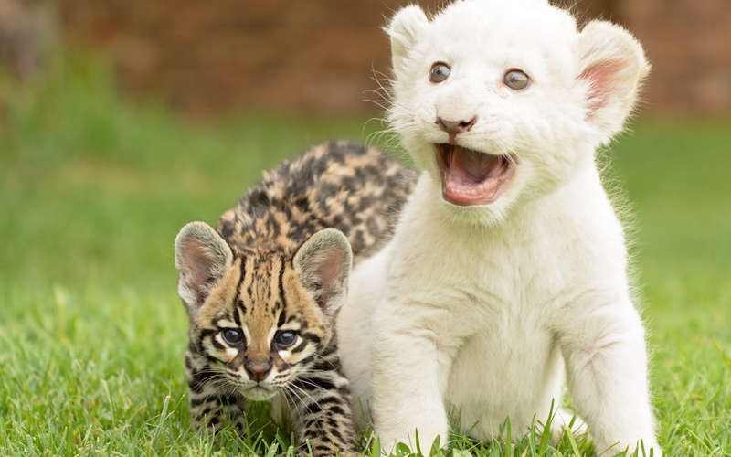 baby animals, lion, grass, Ocelots, 2K