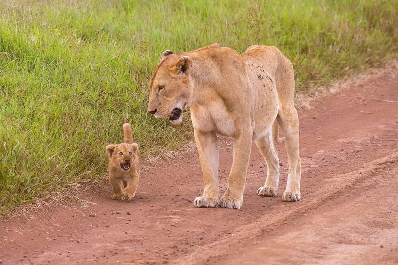 lion, baby animals, 1080P, animals