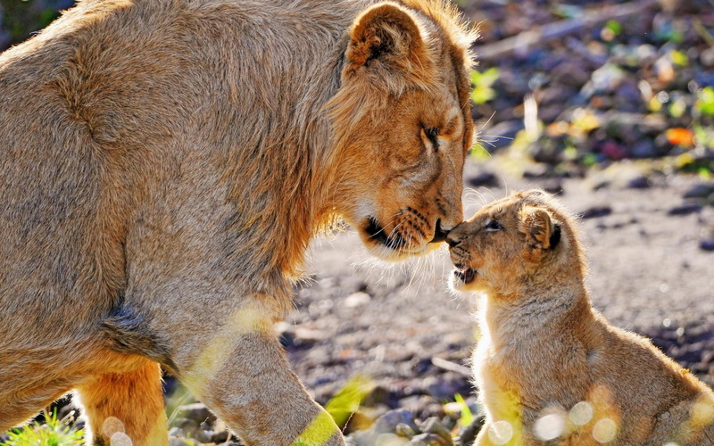 1080P, big cats, lion, animals, baby animals