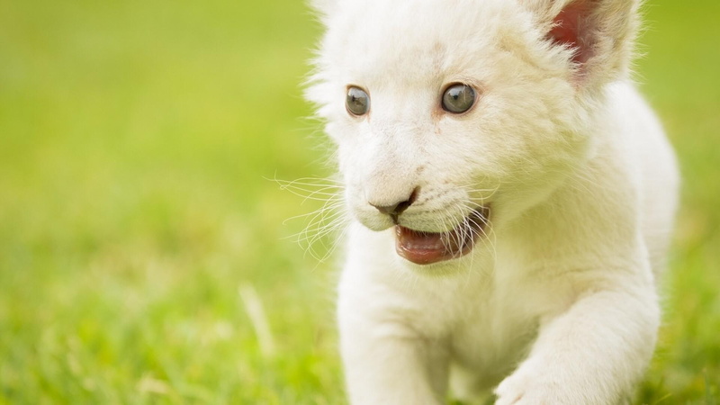 1080P, cub, white, animals, baby, lion