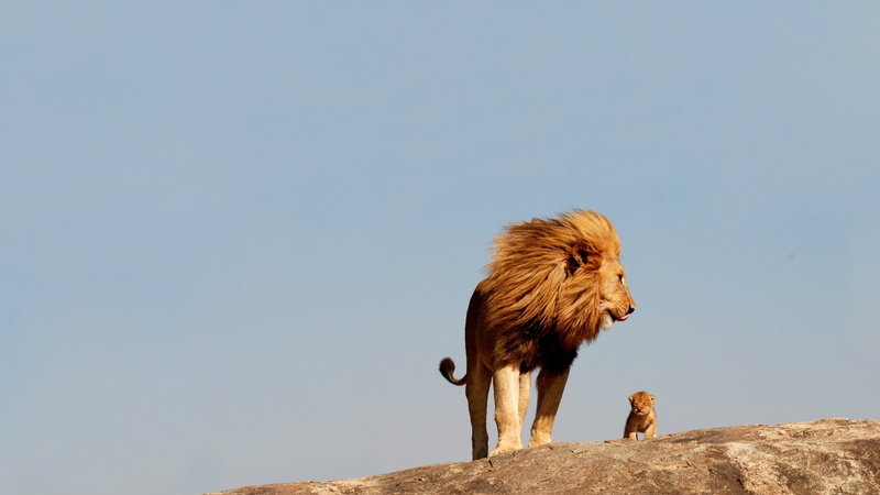animal wildlife, animals in the wild, mammal, lion with baby lion, sky, copy space, clear sky, animal, low angle view, no people, animal themes, 2K, rock - object