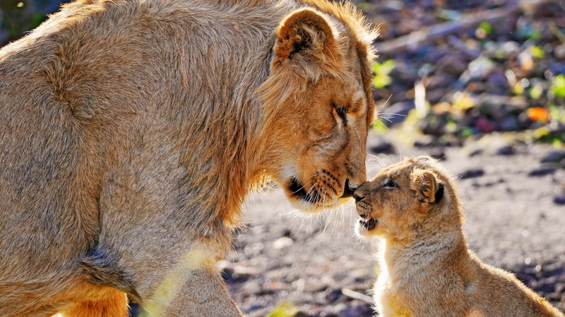 female animal, animal themes, cat, group of animals, animal head, side view, day, baby lion desktop, two animals, nature, outdoors, animals in the wild