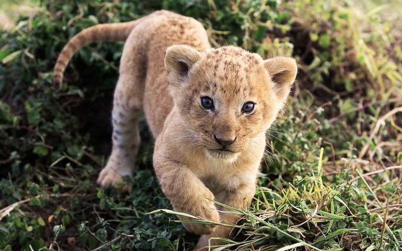 animals, baby animals, lion, 1080P