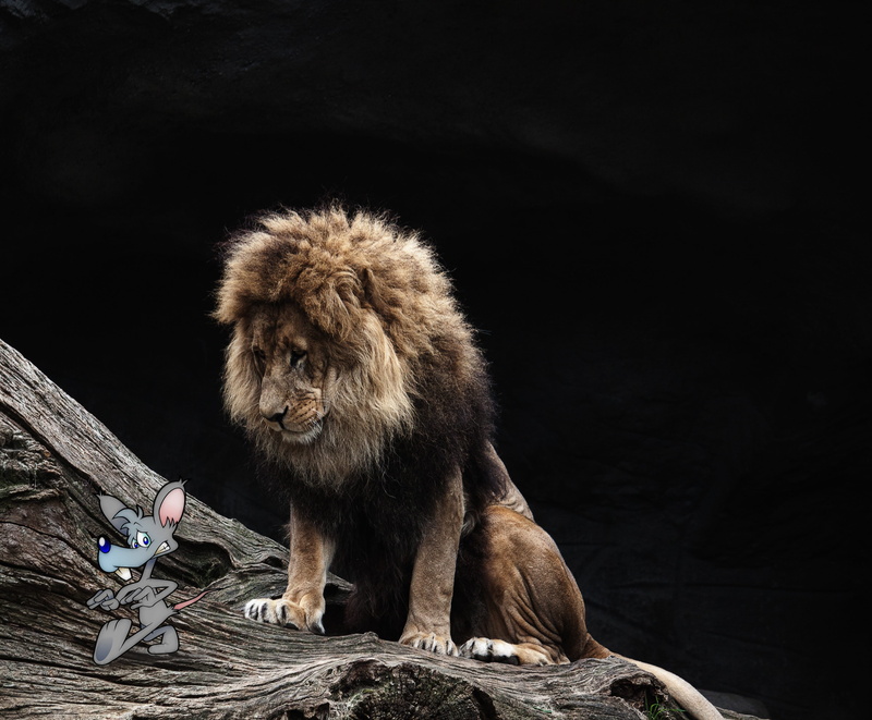 mouse, composing, solid, vertebrate, animals in the wild, rock, lion - feline, animal wildlife, rock - object, nature, animals in captivity, one animal