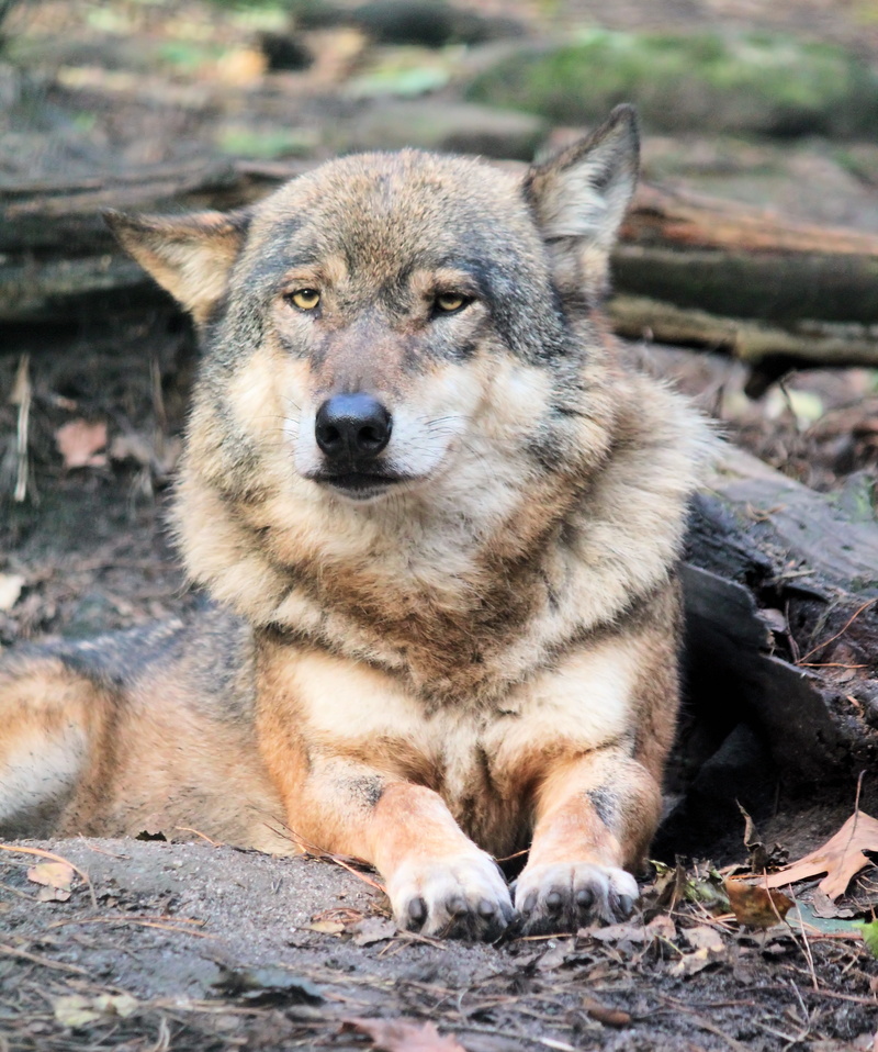 one animal, vertebrate, sad, looking, field, focus on foreground, beast, animal head, outdoors, portrait, land, looking at camera, lying, close-up, 4K