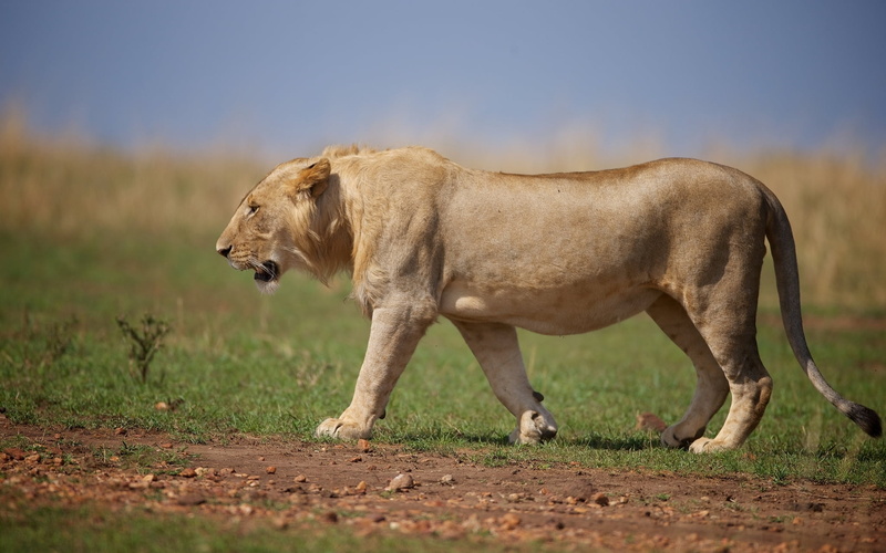 wildlife, beast, land, carnivore, east Africa, serengeti National Park, focus on foreground, standing, wildlife Reserve, lion - Feline, undomesticated Cat