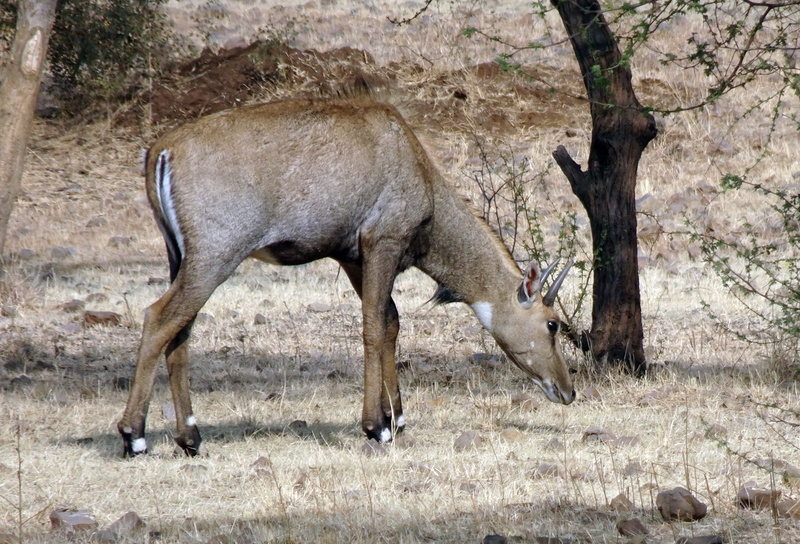 animal themes, day, field, domestic animals, nilgai, animals in the wild, one animal, mammal, grazing, land, asian antelope, livestock, animal wildlife