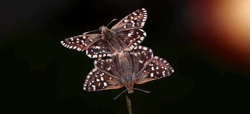 animal body part, insect, close-up, black background, pair, butterfly - insect, flower, butterfly, mating, animal wildlife, macro, butterflies, nature