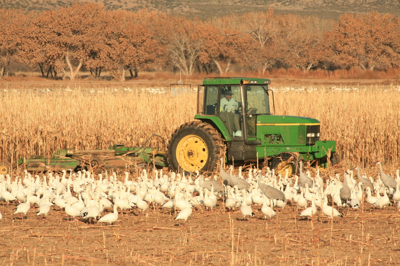 crop, harvesting, creature, Tractor, Fly, wildlife, rural Scene, majestic, outdoors, dom, Birds, nature, tractor, 4K, wings, plant, agriculture, Field
