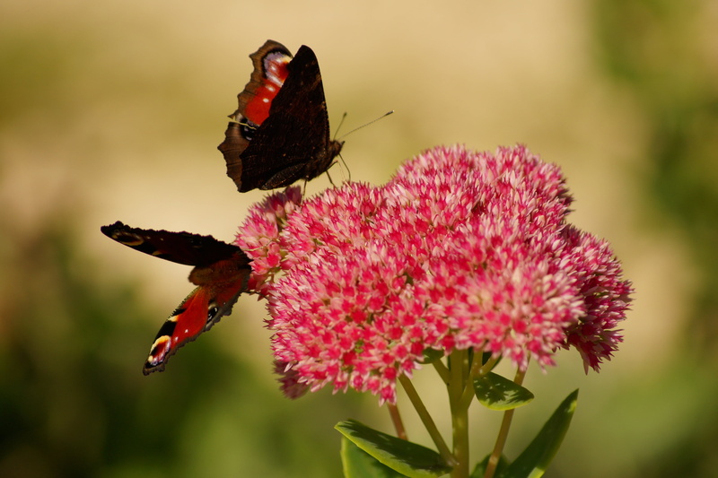pollen, pair, animals in the wild, beauty In Nature, combines, flowering plant, one animal, 4K, animal Wing, insect, pink color, fragility, animal wildlife