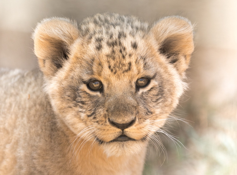 carnivora, nature, 2K, wild, animal head, cub, looking at camera, portrait, big cat, animal wildlife, no people, eyes, cheetah, outdoors, lion cub, animal themes