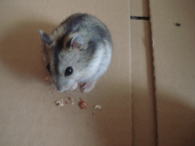 1080P, cuddly animals, animals, white, srecko, lemming, hamster, small lemming, gray