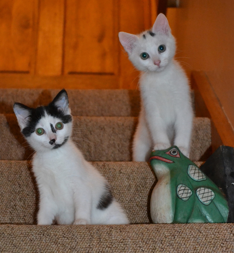 looking at camera, whisker, cat, two animals, indoors, mammal, kitty, feline, cute, sitting, portrait, animal themes, cuddly, group of animals, kitten
