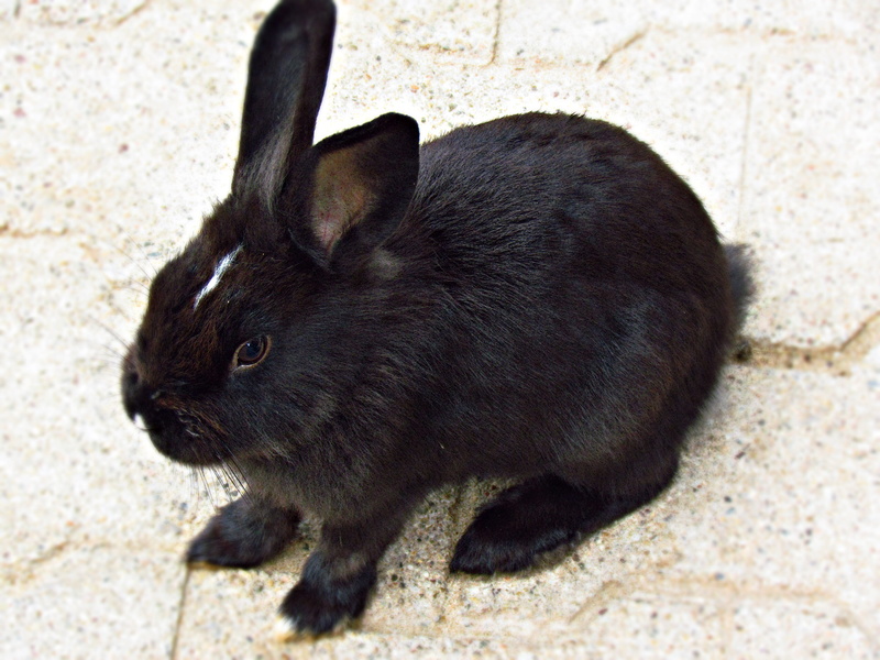 black color, domestic animals, bunny, herbivorous, whisker, animal, animals in the wild, rabbit - animal, high angle view, fluffy, outdoors, pets, fur