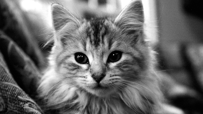 m, sweet, 1080P, tabby, photography, silver, photoshop, face, kitten, lion, cute, beautiful, special, black and white, cuddly