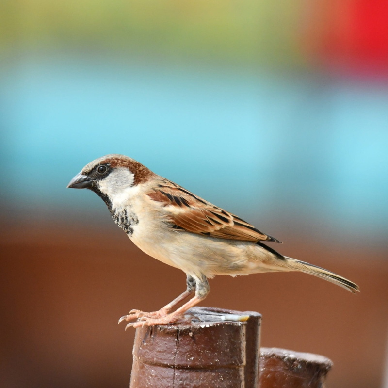 bird, wing, songbird, one animal, wood - material, finch, 1080P, full length, little, avian, wildlife, wild, perching, beak, birdwatching, feather, ornithology