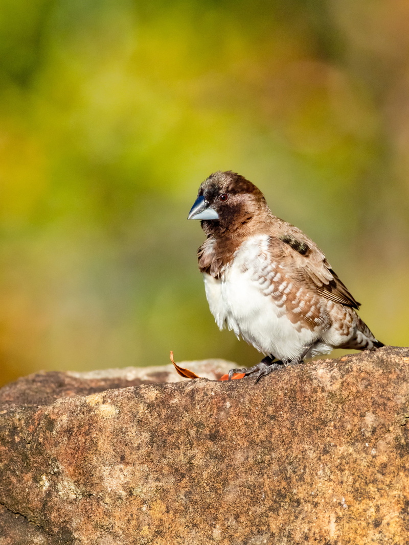 white, beak, animal, wildlife, vertebrate, 2K, green, animal themes, nature, tree sparrow, perching, looking, solid, spring, garden, outdoors, day, profile view