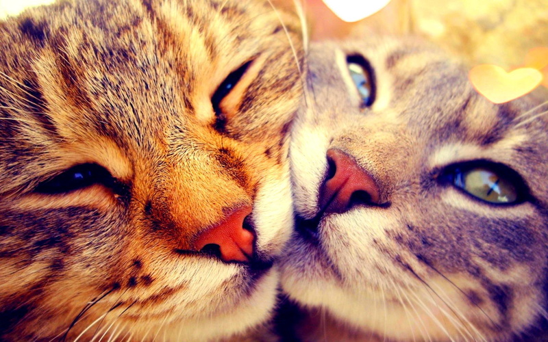 cats, 1080P, sweethearts, cute, animals, lovely, cuddly, sweet