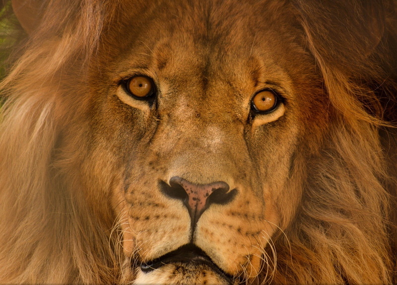 big cats, animal body part, animal head, lion - feline, portrait, hunting, animal wildlife, male animal, lion, nature, close-up, feline, no people, mammal