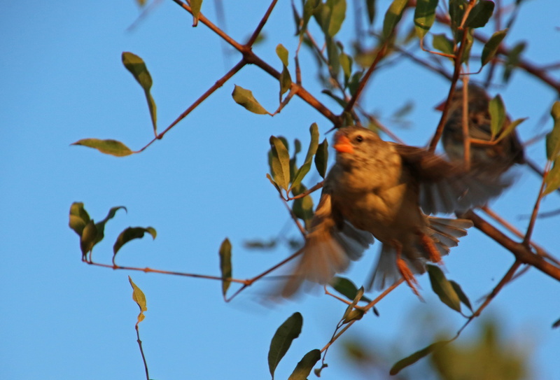 tree, side view, no people, plant, wing, animal, blur, wings, fly, songbird, branch, animal wildlife, perching, blue, outdoors, low angle view, leaves