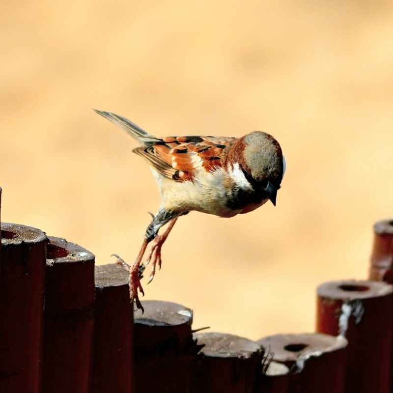 motion, 2K, beak, animals in the wild, feather, close-up, day, bird, animal wildlife, sparrow, vertebrate, full length, wing, perching, tree, songbird