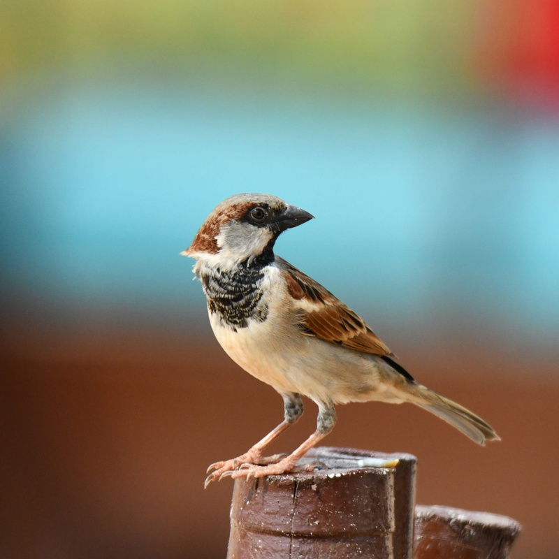 wildlife, animals in the wild, 1080P, animal wildlife, wood - material, full length, wing, songbird, focus on foreground, bird, outdoors, animal themes