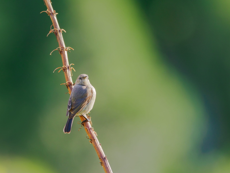 feather, one animal, tree, wild, orange, perching, animals in the wild, small, wing, perched, green, sunbird, branch, finch, animal themes, no people, cute