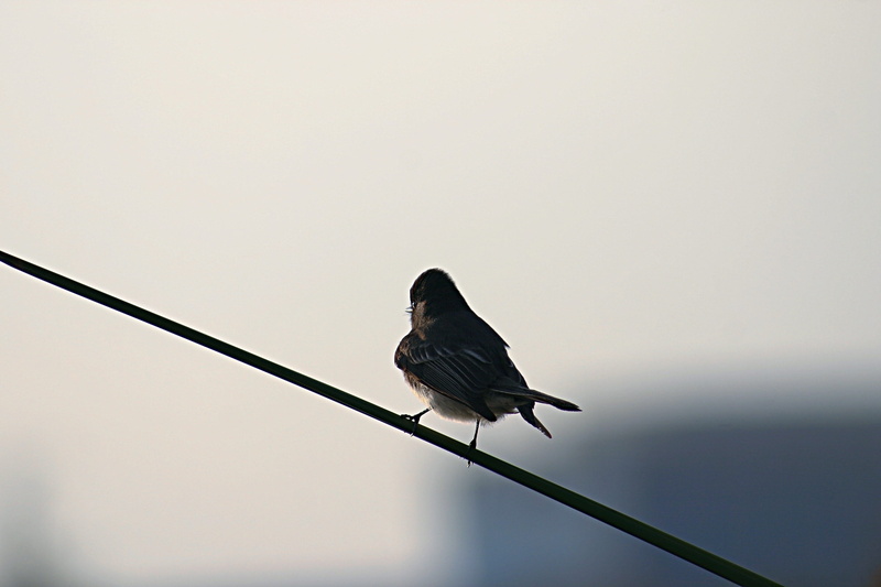 accipiter, grey, nature, phoebe, sky, low angle view, wire, one animal, vertebrate, blackbird, railing, cable, wing, avian, full length, animal themes