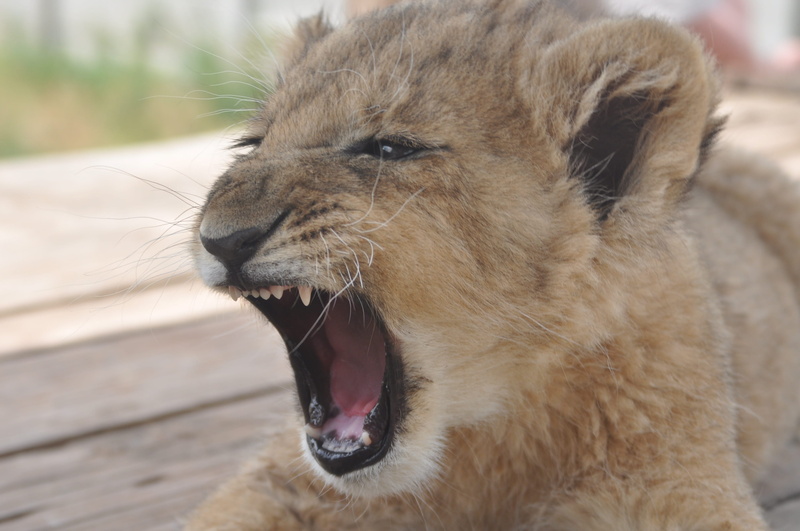 Animals, lion, mouth, focus on foreground, africa, animal body part, vertebrate, 2K, whisker, one animal, lion - feline, small, fur, predator, close-up