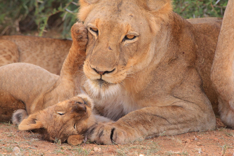 day, group of animals, mother and child, vertebrate, female animal, kenya, safari Animals, feline, undomesticated Cat, lion - Feline, animal, carnivore
