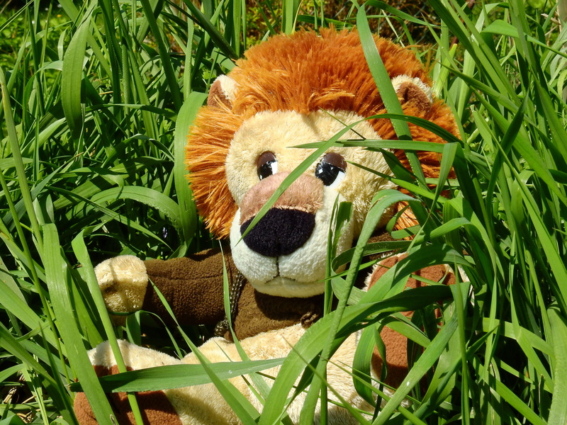 4K, plant part, nature, grass, toy, green color, predator, outdoors, animal, close-up, wildcat, child, children toys, growth, soft toy, play, mammal, toys