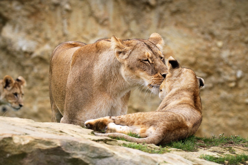 a couple, weasel, my mothers kiss, kiss, mother and child, wild cats, zoo, nature, Duo, pair, lions, lies, lion, baby, mom, 2K, lioness, two, cub, stone