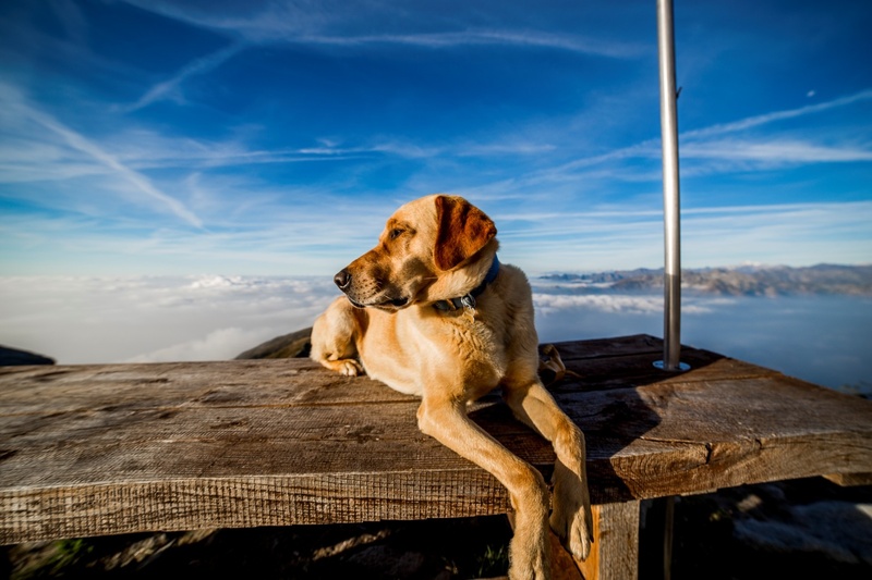 retriever, pets, shopping cart, day, friendship, outdoors, adult, domestic animals, sky, sunlight, animal, relaxation, looking, 1080P, canine, animal themes