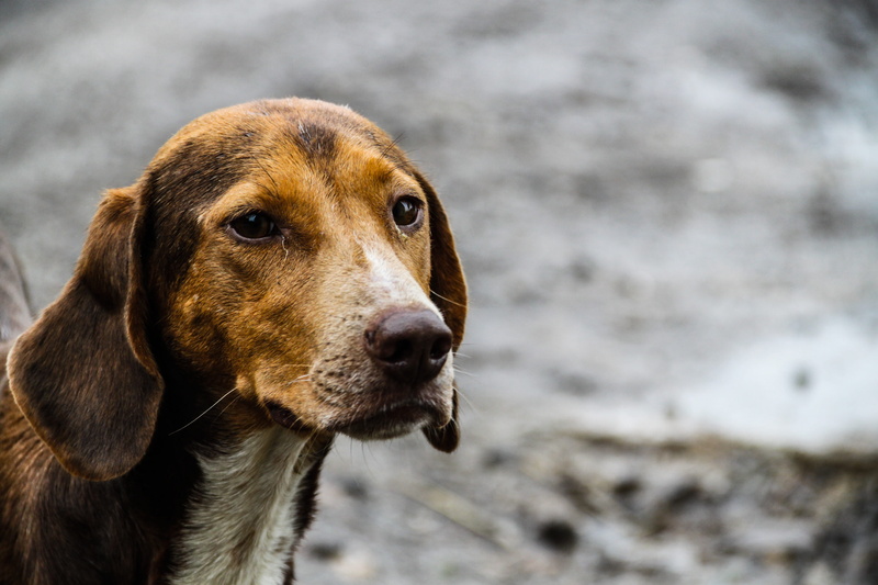 Nature, vertebrate, minister, no people, looking, haired, Puppy, the interesting, domestic, brown, animal head, dogs, focus on foreground, pets, 4K, expectant