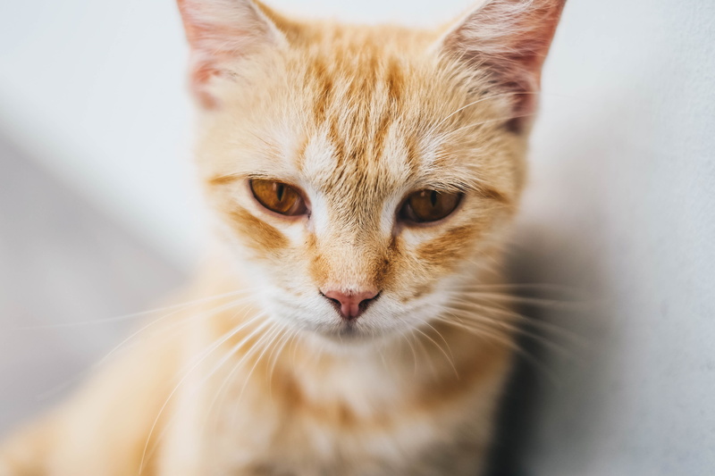 domestic, focus, one animal, pets, ginger cat, tabby, ginger, whiskers, looking, kitten, cat, looking at camera, phoot, shallow, domestic cat, macro, photography