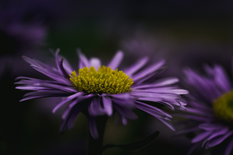 5K, close, nature, spring, bloom, plant, flowers, no people, flower head, vulnerability, beauty in nature, outdoors, macro, growth, selective focus, purple flower