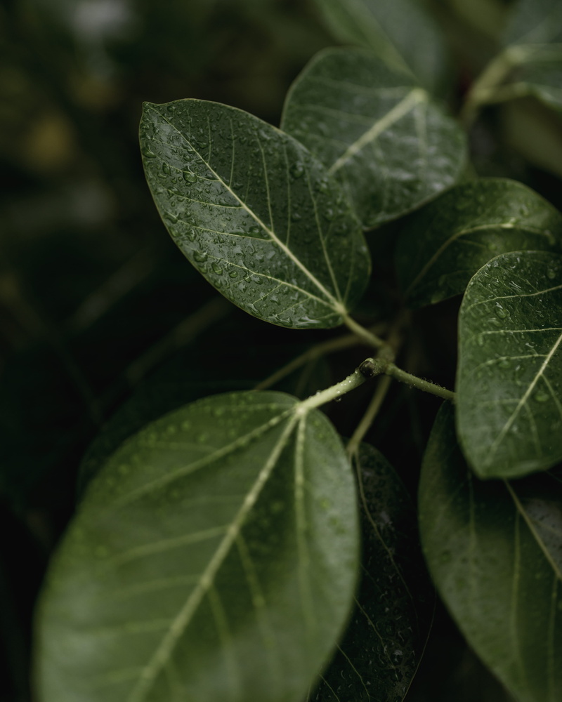 leafed, growth, veins, green, insect, food and drink, flower, outdoors, plant part, selective focus, animal, vegetation, focus on foreground, blossom, tree
